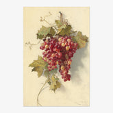 Edwin Deakin - Grapes Against White Wall - Poster