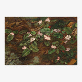 Fidelia Bridges - Trailing Arbutus - Poster