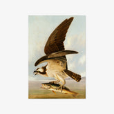 John James Audubon - Osprey and Weakfish - Poster
