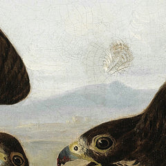Peregrine Falcons (Duck Hawks) by John James Audubon - 0_671034a5762cab4eff787132