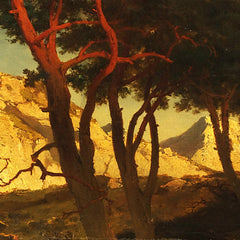 Red Pines by Joseph Brunner - 0_674382e0faa684e1cf4ba6c2