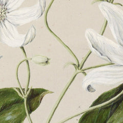 Puawananga - Clematis indivisa by Sarah Featon - 0_6845f868a4f870bf81c3d93d