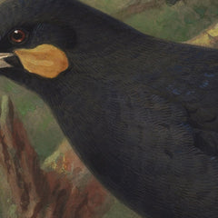 Three huia (Heteralocha acutirostris) by Johannes Keulemans - 0_6846038c489bc5bada5cf756