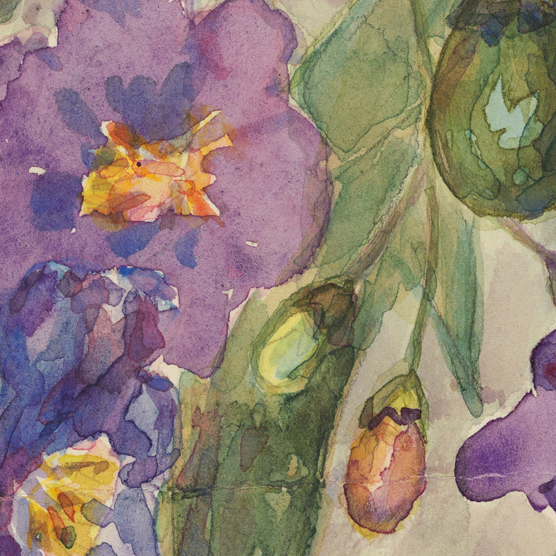 Solanum aviculare by Miss Fanny Richardson - 0_6846aa341483fa5b3555901b