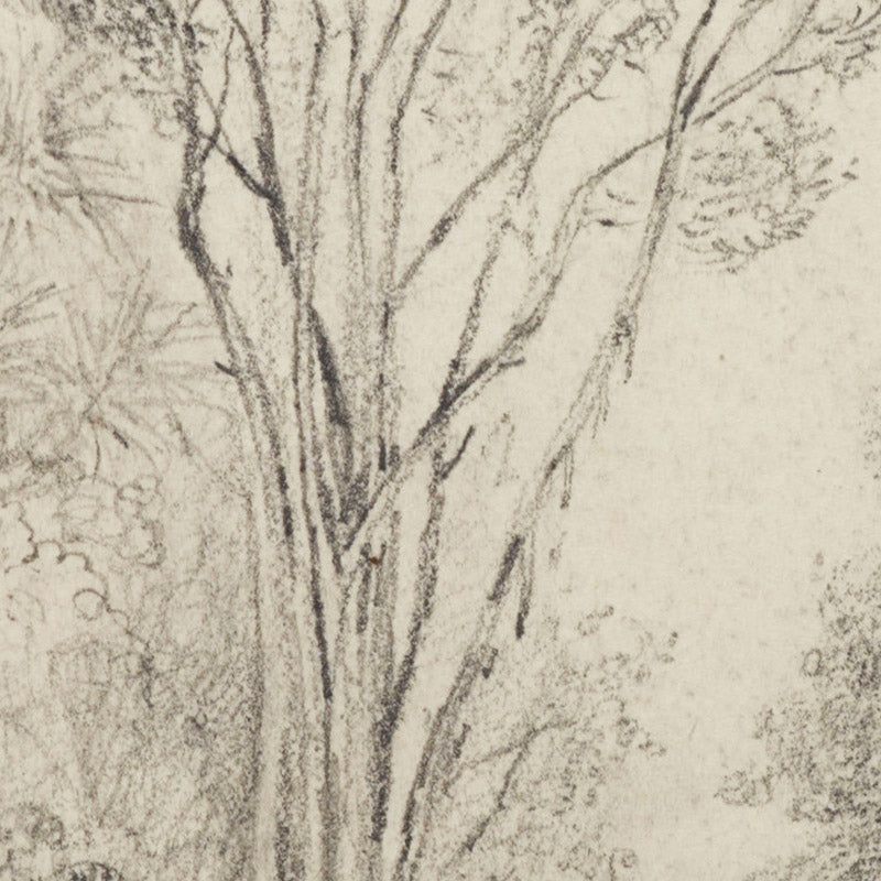 Manuka Grove on Taine's Section, Upper Hutt by William Swainson FLS FRS - 0_6846ae211483fa5b35559073