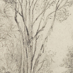 Manuka Grove on Taine's Section, Upper Hutt by William Swainson FLS FRS - 0_6846ae211483fa5b35559073