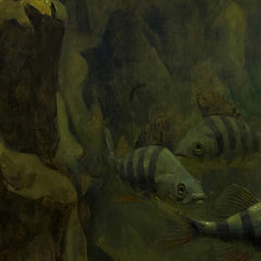 Pike and Perch in an Aquarium by Gerrit Willem Dijsselhof - 1_66fe6bcd8213847b6f357bd8