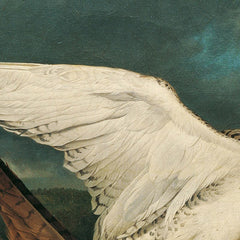 A red kite defeated by Icelandic falcons by Philipp Ferdinand de Hamilton - 1_673cc0165e0c5e198f5ec666