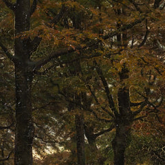 A run-up road under old trees. by Viggo Pedersen - 1_676749e3b7c995d95016412c