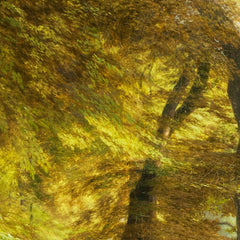 A Wood near Frederiksborg Castle by Godtfred Rump - 1_67674d1cb7c995d9501641a2