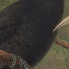 Three huia (Heteralocha acutirostris) by Johannes Keulemans - 1_6846038c489bc5bada5cf756