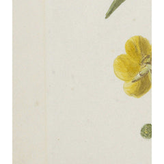 Bunch of wild flowers by Dolly Gurney - 1_6846a7c91483fa5b35558fdf