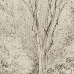 Manuka Grove on Taine's Section, Upper Hutt by William Swainson FLS FRS - 1_6846ae211483fa5b35559073