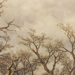 Winter landscape (winter forest) by Remigius Adrianus van Haanen - 2_673ce3c15e0c5e198f5ec731