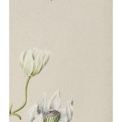 Puawananga - Clematis indivisa by Sarah Featon - 2_6845f868a4f870bf81c3d93d