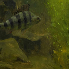 Pike and Perch in an Aquarium by Gerrit Willem Dijsselhof - 3_66fe6bcd8213847b6f357bd8