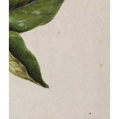 Puawananga - Clematis indivisa by Sarah Featon - 3_6845f868a4f870bf81c3d93d