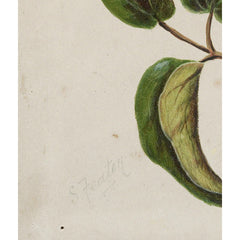 Puawananga - Clematis indivisa by Sarah Featon - 4_6845f868a4f870bf81c3d93d