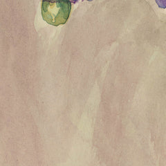 Solanum aviculare by Miss Fanny Richardson - 4_6846aa341483fa5b3555901b