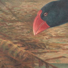 A moho takahe (Notornis mantelli) by Johannes Keulemans - 4_6846ae691483fa5b3555907c
