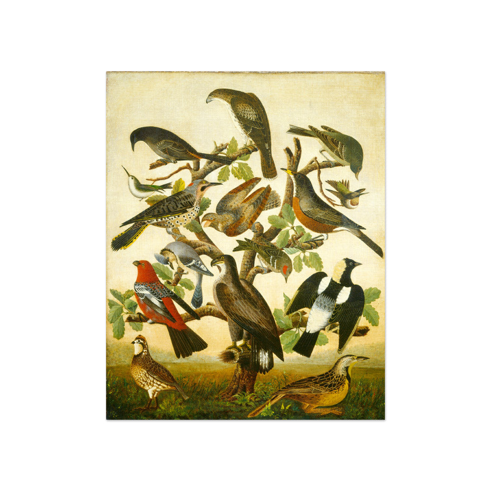 American 19th Century - Birds - Compact / Full Bleed / No Frame - Poster