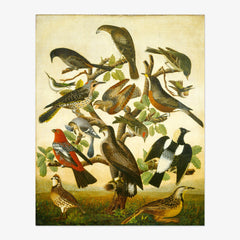 American 19th Century - Birds - Poster