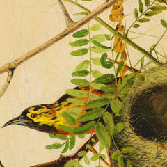 details_joseph-bartholomew-kidd-orchard-oriole_details_1_80a6346a-28d0-4c30-98cd-a6851ef420f8