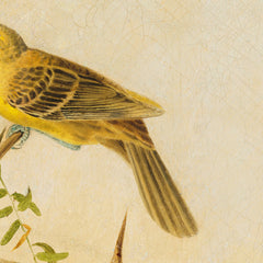 details_joseph-bartholomew-kidd-orchard-oriole_details_2_80a6346a-28d0-4c30-98cd-a6851ef420f8