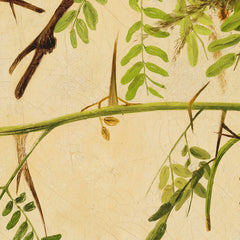 details_joseph-bartholomew-kidd-orchard-oriole_details_4_80a6346a-28d0-4c30-98cd-a6851ef420f8