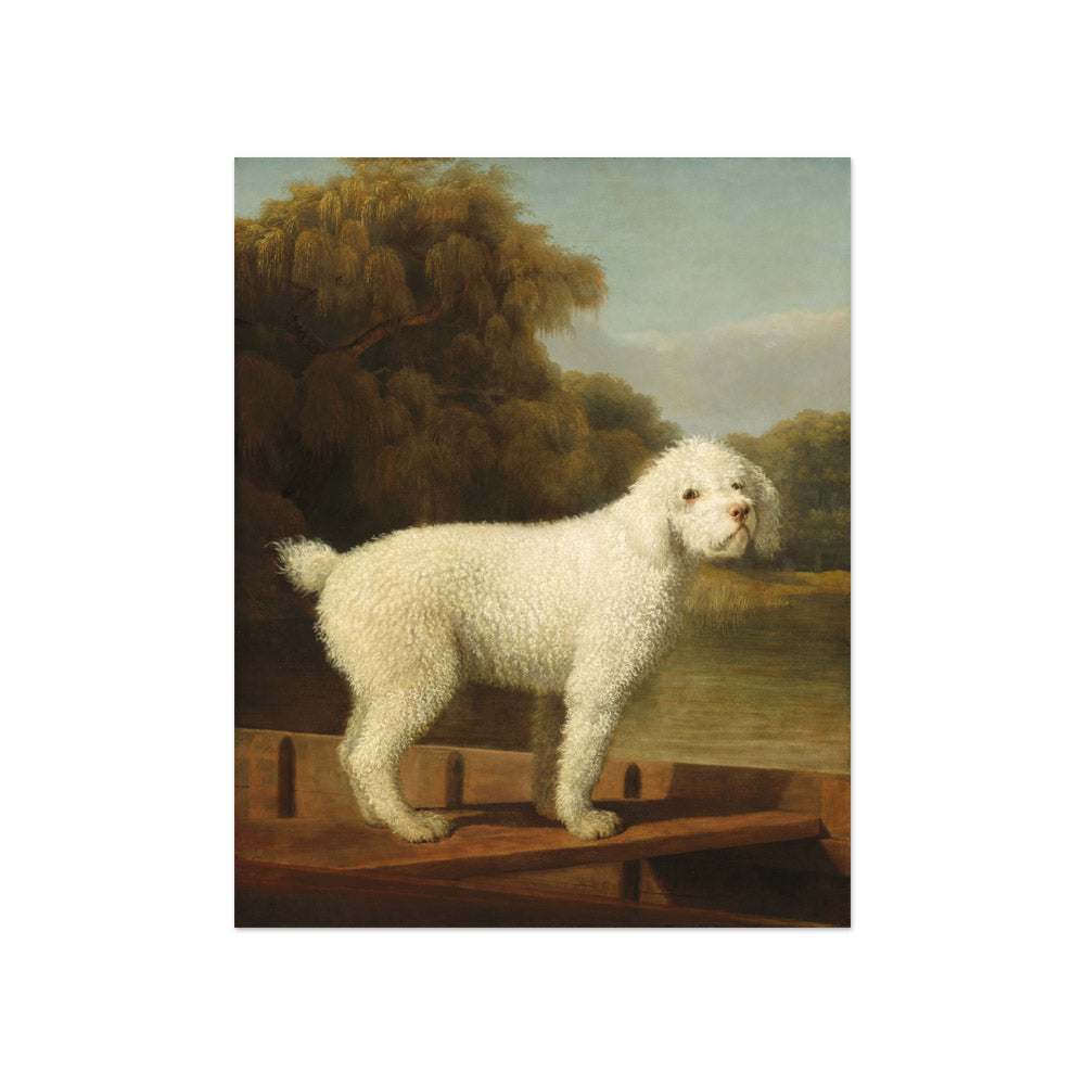 George Stubbs - White Poodle in a Punt - Compact / Full Bleed / No Frame - Poster