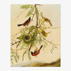 Joseph Bartholomew Kidd after John James Audubon - Orchard Oriole - Poster