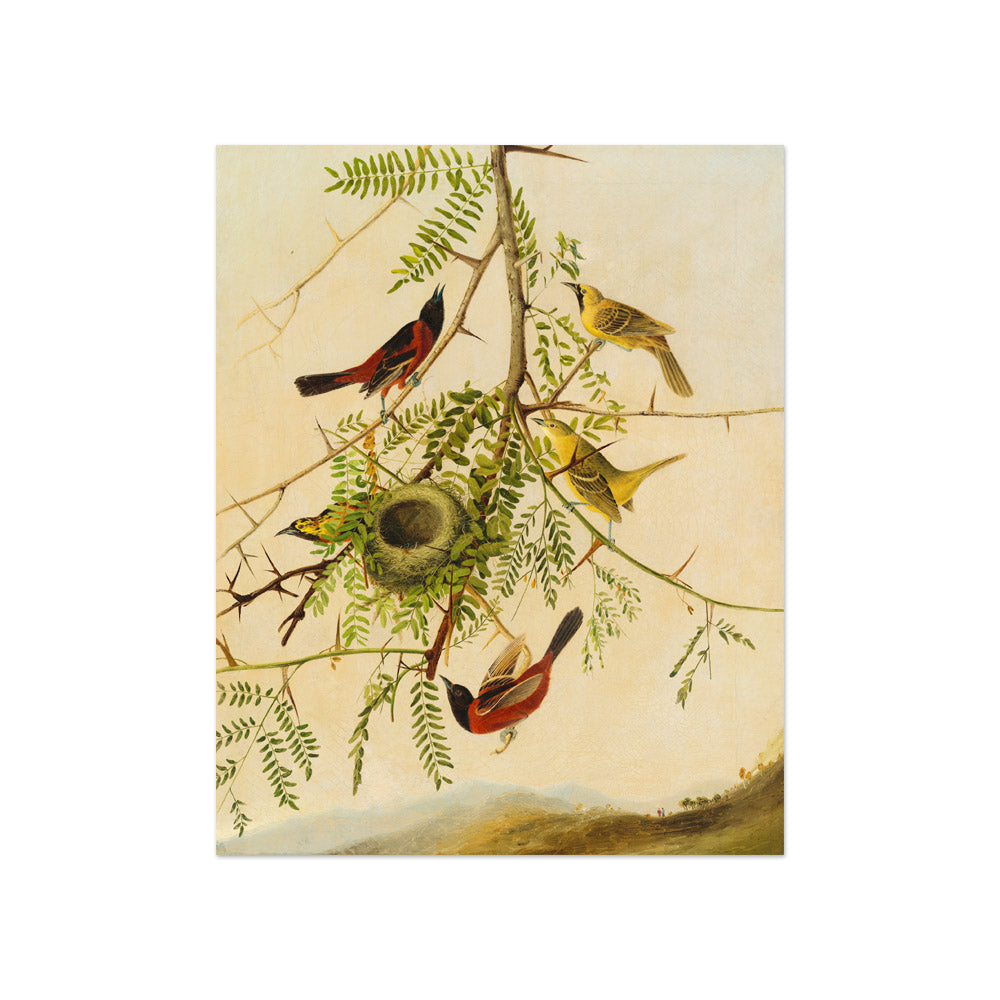 Joseph Bartholomew Kidd after John James Audubon - Orchard Oriole - Compact / Full Bleed / No Frame - Poster