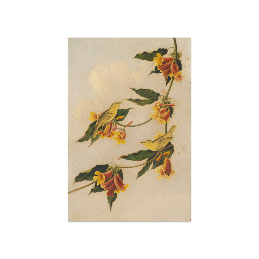 Joseph Bartholomew Kidd after John James Audubon - Yellow Warbler - Compact / Full Bleed / No Frame - Poster