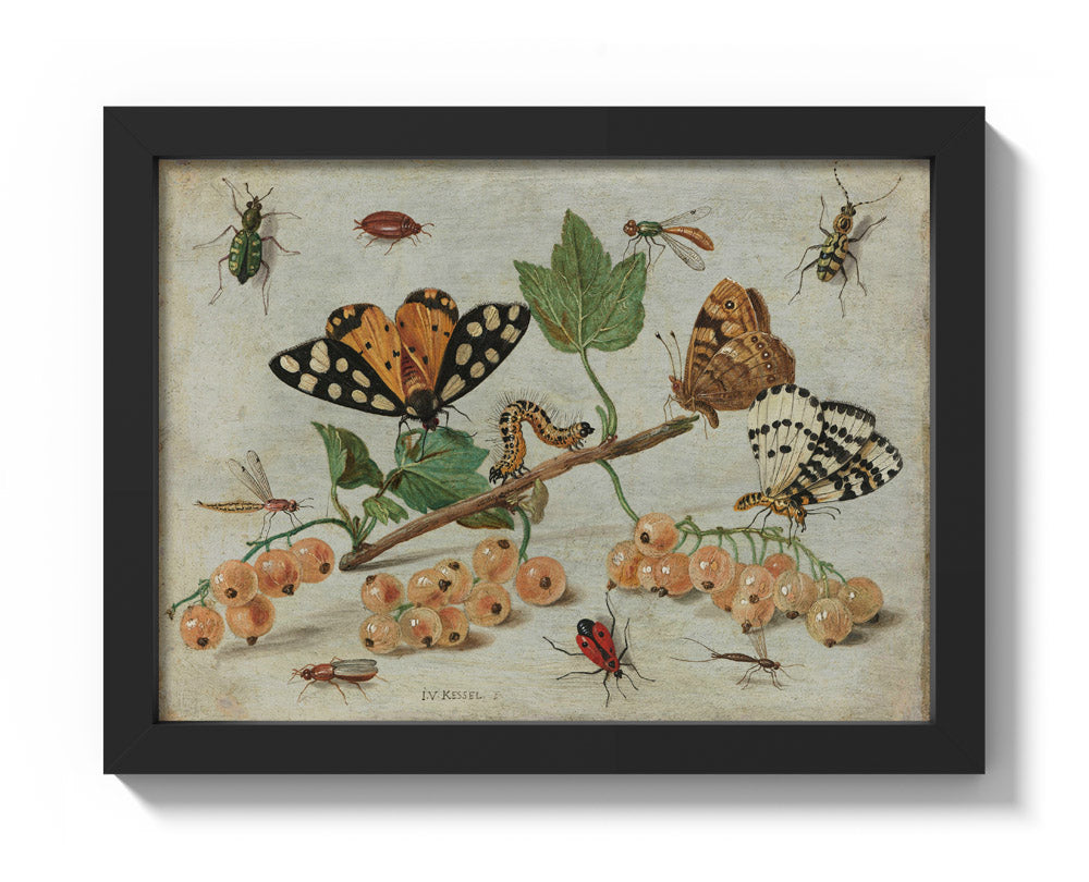 Sprig of White Currants with Insects by Jan van Kessel - Compact / Full Bleed / Black Frame
