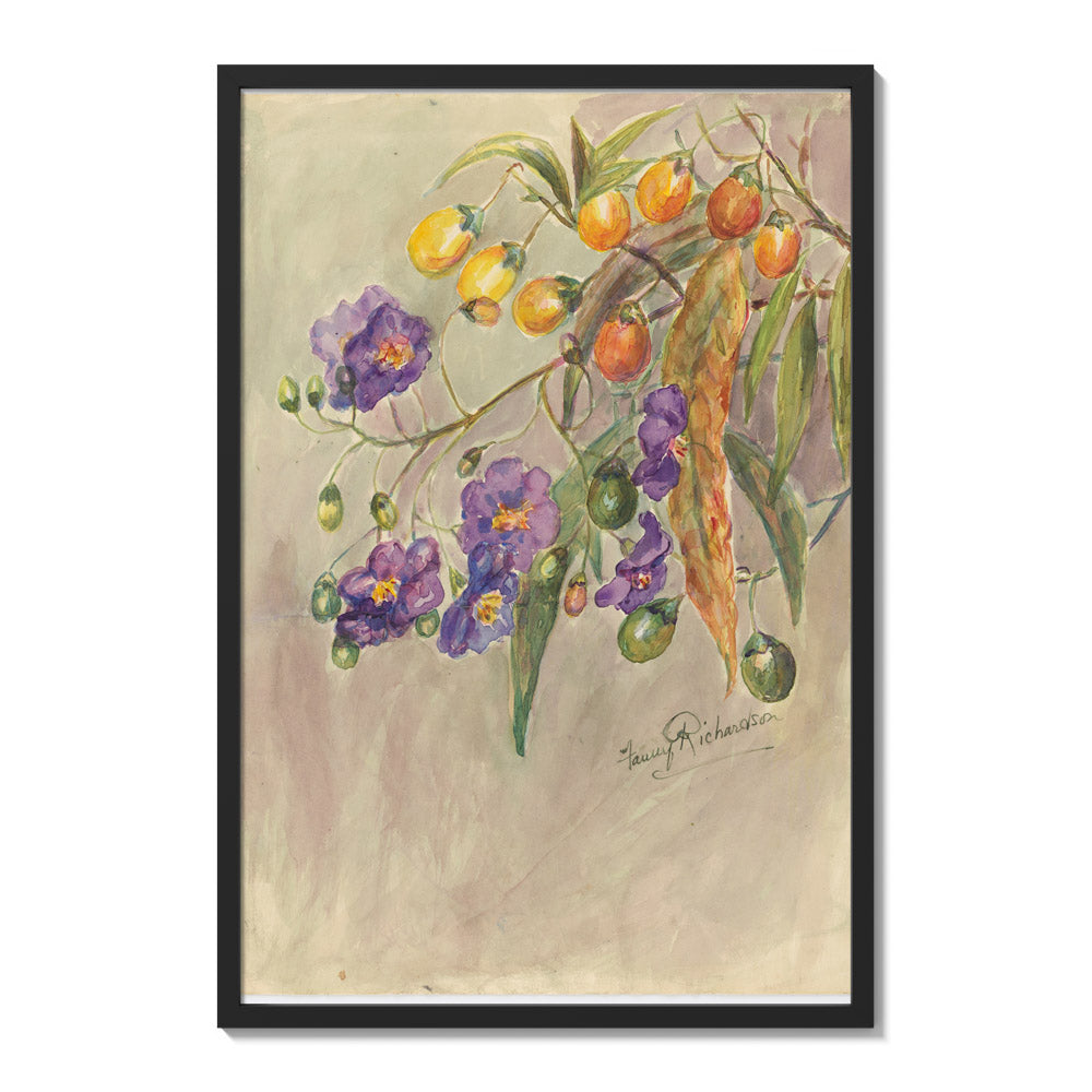 Solanum aviculare by Miss Fanny Richardson - Extra Large / Full Bleed / Black Frame