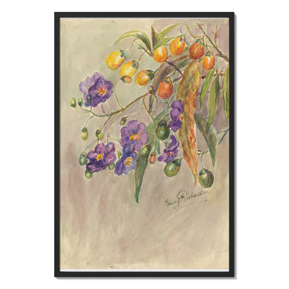 Solanum aviculare by Miss Fanny Richardson - Majestic / Full Bleed / Black Frame