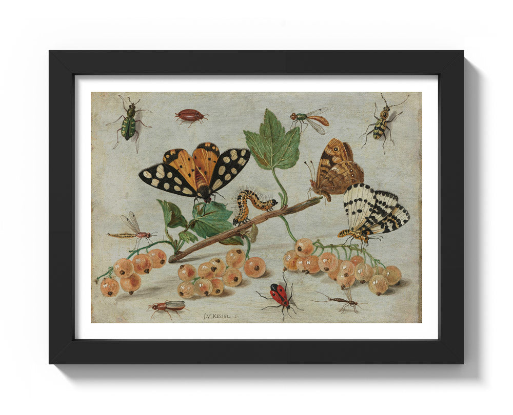 Sprig of White Currants with Insects by Jan van Kessel - Compact / With Margin / Black Frame