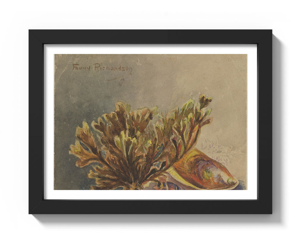 Mytilus canaliculus, Baryspira australis, Xiphophora chondrophylla by Miss Fanny Richardson - Compact / With Margin / Black Frame