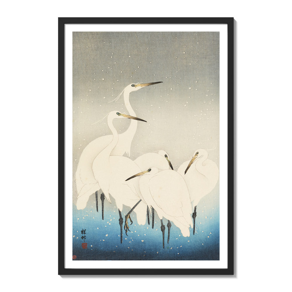 Five white egrets. by Ohara Koson - Extra Large / With Margin / Black Frame