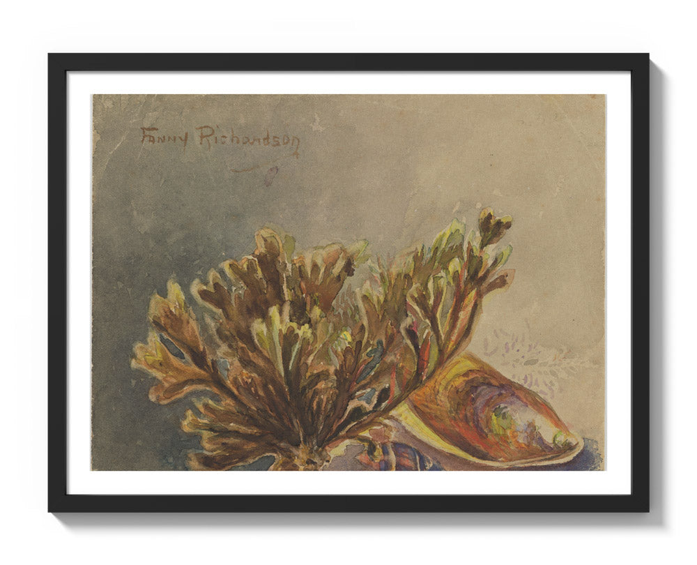 Mytilus canaliculus, Baryspira australis, Xiphophora chondrophylla by Miss Fanny Richardson - Large / With Margin / Black Frame