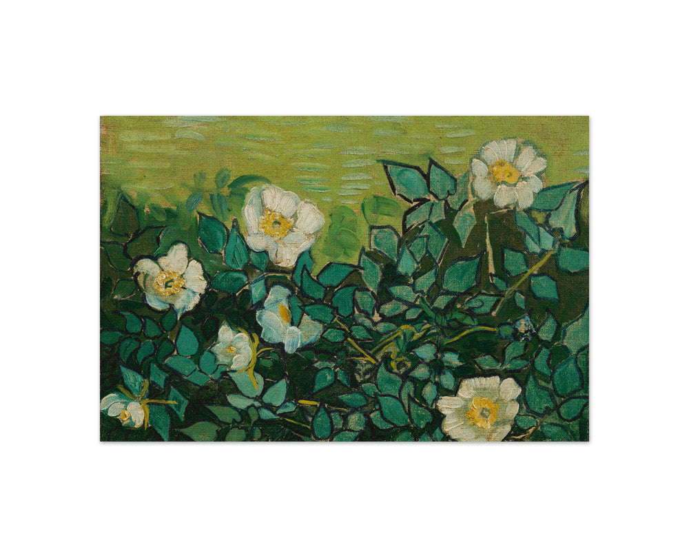 Wild Roses by Vincent van Gogh - Compact / Full Bleed / No Frame