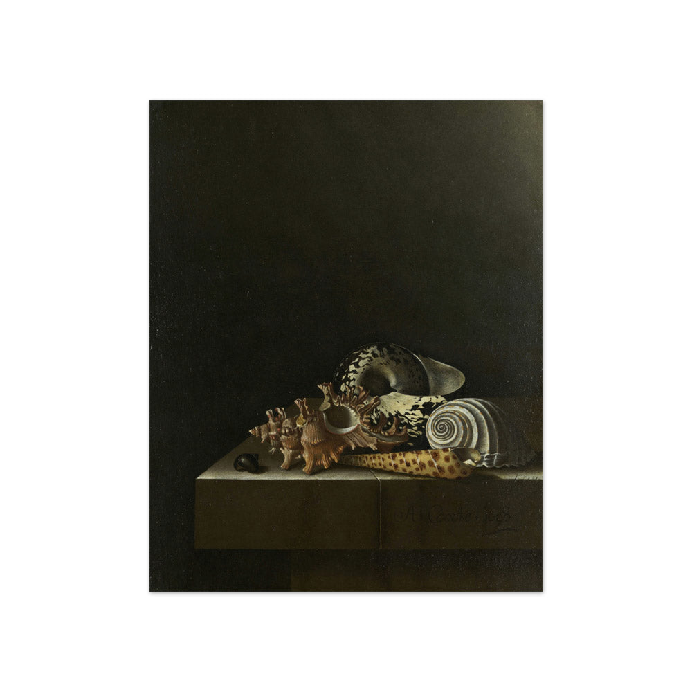 Shells on a Stone Plinth by Adriaen Coorte - Compact / Full Bleed / No Frame