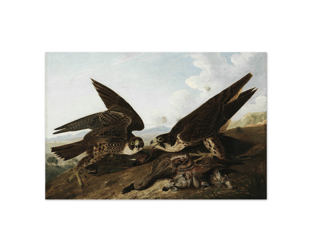 Peregrine Falcons (Duck Hawks) by John James Audubon - Compact / Full Bleed / No Frame