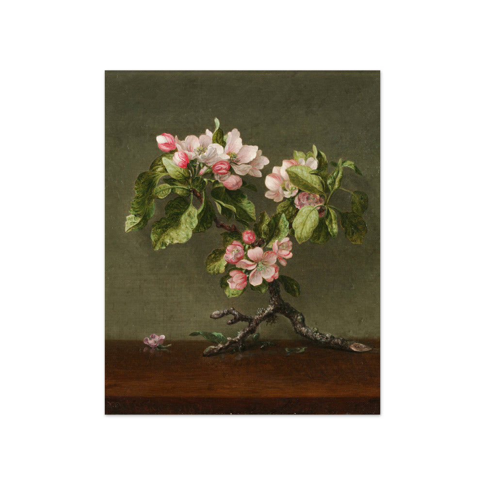 Apple Blossoms by Martin Johnson Heade - Compact / Full Bleed / No Frame