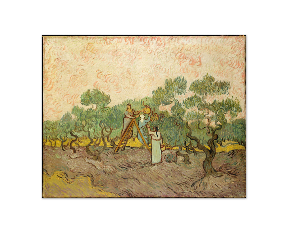 Women Picking Olives by Vincent van Gogh - Compact / Full Bleed / No Frame