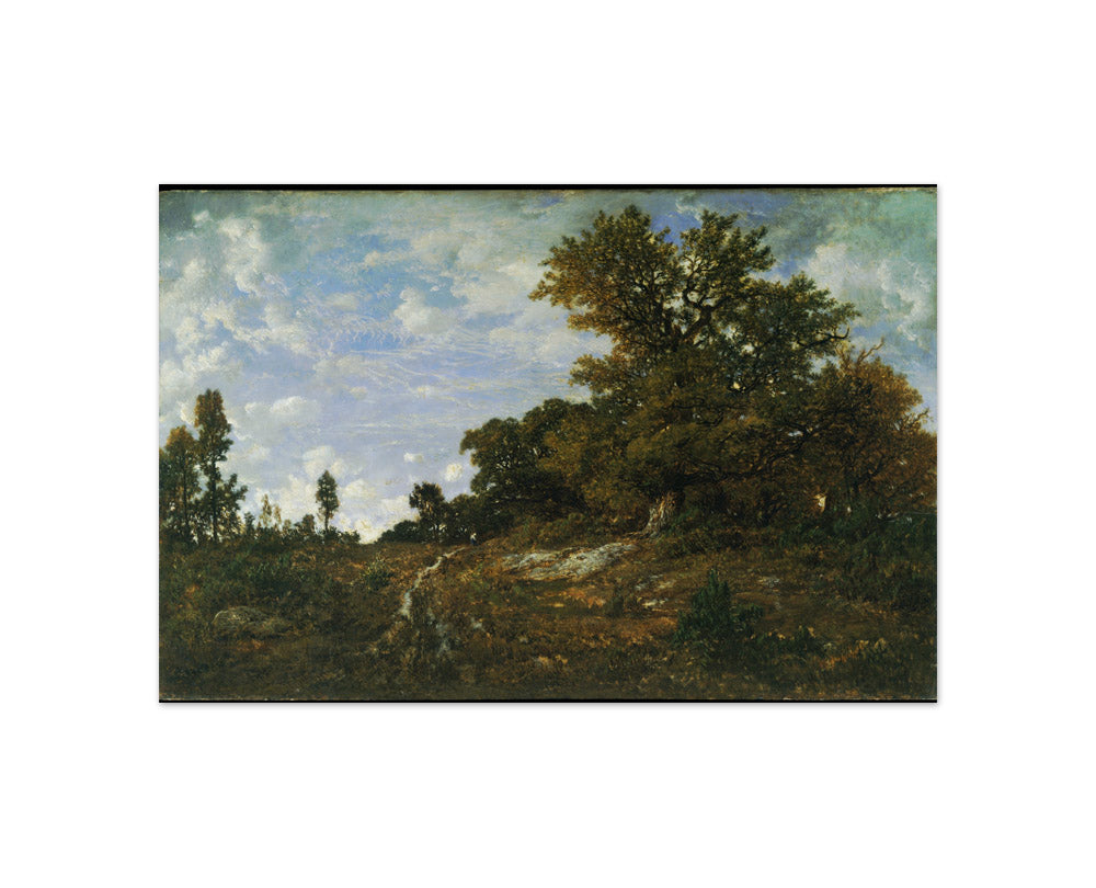 The Edge of the Woods at Monts-Girard, Fontainebleau Forest by Théodore Rousseau - Compact / Full Bleed / No Frame