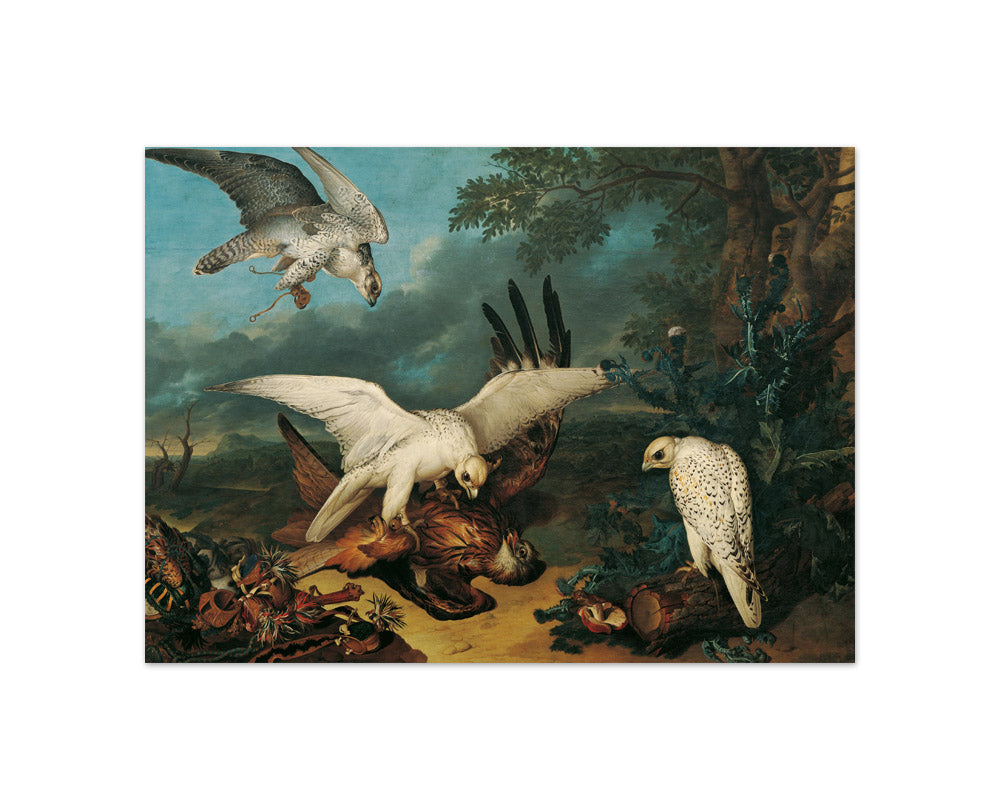 A red kite defeated by Icelandic falcons by Philipp Ferdinand de Hamilton - Compact / Full Bleed / No Frame