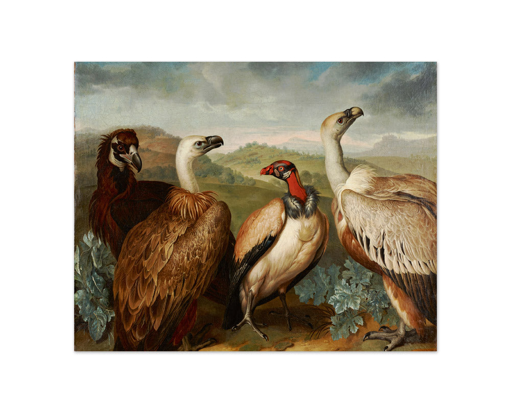 Four Vultures of Different Kind by Philipp Ferdinand de Hamilton - Compact / Full Bleed / No Frame
