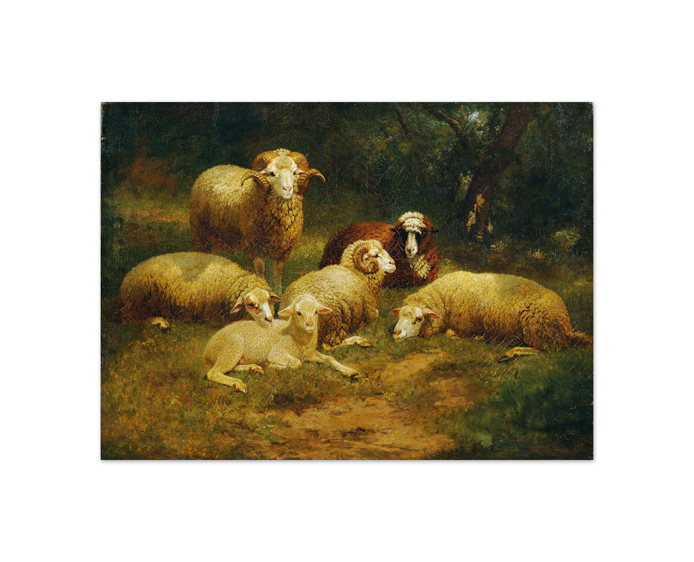 Sheep by Johann Baptist Hofner - Compact / Full Bleed / No Frame