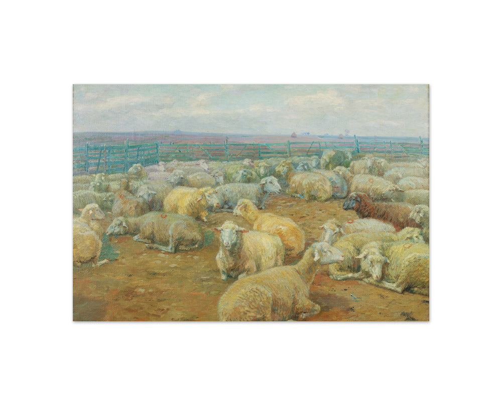 Sheep Park by Rudolf Konopa - Compact / Full Bleed / No Frame